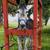 MAMMOTH DONKEY JACKS. Stud Breeding Service 3 thumbnail