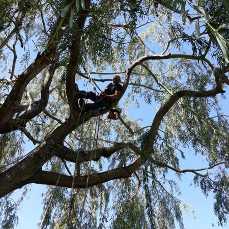 Lumberjack Bo's Tree Service Hauling and Clean Ups 1