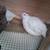 Quail 3 thumbnail