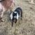 Nubian Doeling 7 thumbnail