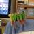 Tame Conures 6 thumbnail