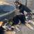 German Shepherd 5 thumbnail