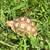 Sulcata Tortoise Hatchlings 3 thumbnail
