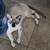 Siamese mix kitten 5 thumbnail