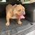 11 Months Exotic Micro Bully Male 3 thumbnail