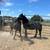 Potrillos Friesian 5 thumbnail