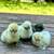 Silkie chicks 3 thumbnail