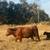 Cattle for Sale - Downsizing Herd 10 thumbnail