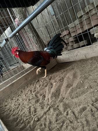 Gallos 1