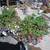Beautiful Fuchsia Baskets in full bloom 25.00 2 thumbnail