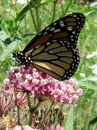 Milkweed seeds for sale-2 types 1.00 pack. 1