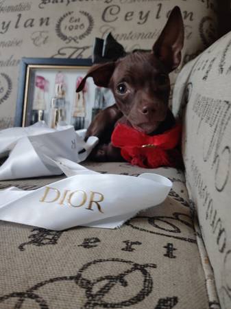 Chi,chi Coco 1
