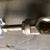 GATE VALVE 1.5'' RAISED STEM NEW  MODEL 2013H 300 WOG 3 thumbnail