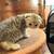 Scottish kittens 1 thumbnail