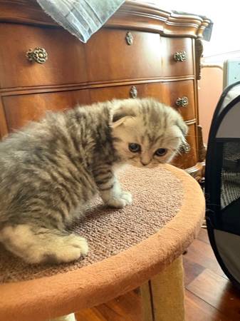 Scottish kittens 1