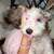Mini schnauzer 5 thumbnail