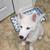 2 White Male Husky Puppies for adoption 3 thumbnail