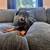 Doberman 2 thumbnail