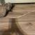Ferret 10 thumbnail