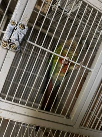 Conure (Emeryville)523833581933045761