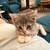 Sweet kitten 1 thumbnail