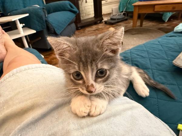 Sweet kitten 1