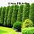 Fast Privacy Trees We install Leyland Cypress, Thuja Giants, A. Pillar 3 thumbnail