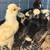 Polish Chicks 5 thumbnail