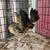 Chicks 3 thumbnail