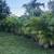 40 areca palms 4-5ft tall planted 8 thumbnail