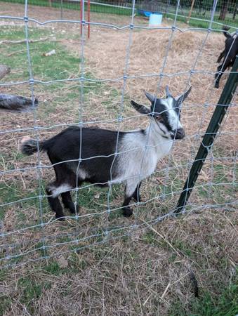 Nigerian Dwarf Buckling Goats 1