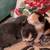 Manx Kittens! 6 thumbnail