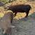 Kunekune pigs 5 thumbnail