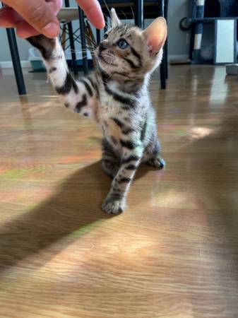 Bengal kittens (Oakland)605865735199795209