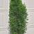 Emerald Green Arborvitae 1 thumbnail
