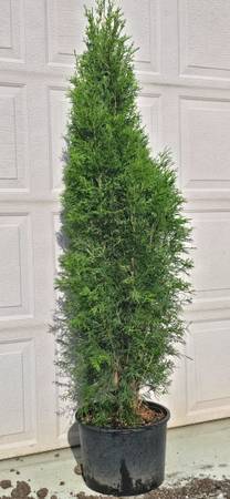 Emerald Green Arborvitae 1