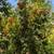 Pomegranate Tree 6 thumbnail