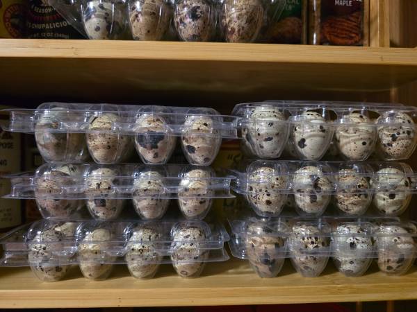 Coturnix hatching Quail eggs 1