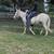 White mule 14 thumbnail