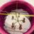 Jamie Dietrich Pink Fuscia Feather Pendant Drum 5 Light Chandelier 24” 6 thumbnail