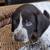 German Shorthaired Pointer puppies available 17 thumbnail