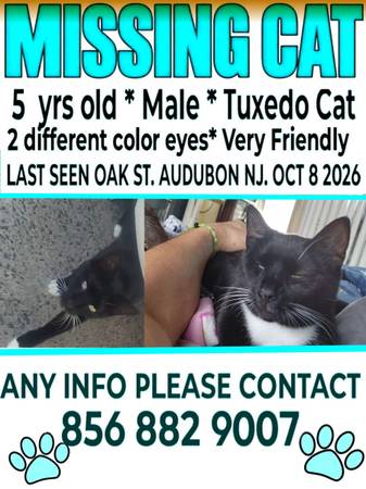 Missing Tuxedo Cat 1
