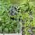 Vegetable plants 1 thumbnail