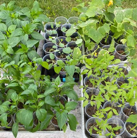 Vegetable plants 1