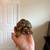 Leopard Tortoise with complete enclosure 5 thumbnail