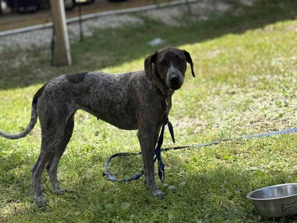1 Year old GSP small Rehoming fee63899422826498120