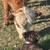 Miniature Cows 2 thumbnail