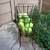 Tennis Ball Hoppper 9 thumbnail