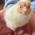 Barn yard Day old chicks 6 thumbnail