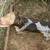 German shorthaired pointers 1 thumbnail